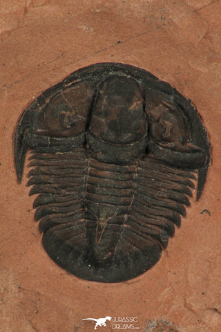 30187 - Extremely Rare Genevievella granulatus Upper Cambrian Trilobite Utah USA