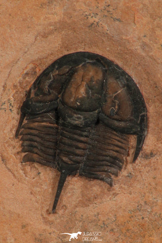 30188 - Extremely Rare Genevievella granulatus Upper Cambrian Trilobite Utah USA