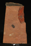 30189 - Top Beautiful 0.19 Inch Menomonia sp Upper Cambrian Trilobite - Utah USA