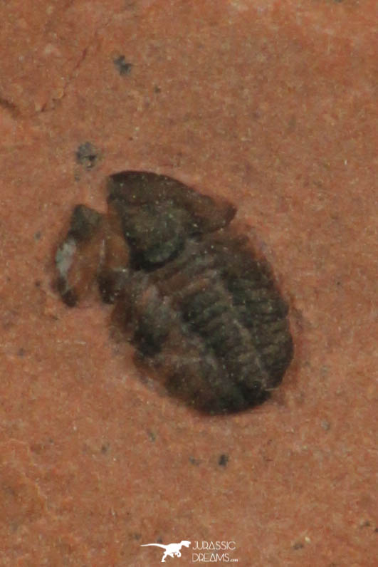 30189 - Top Beautiful 0.19 Inch Menomonia sp Upper Cambrian Trilobite - Utah USA