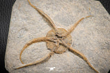 07176 - Superb 4.51 Inch OPHIURA SP Brittlestar Upper Ordovician Ktaoua Fm