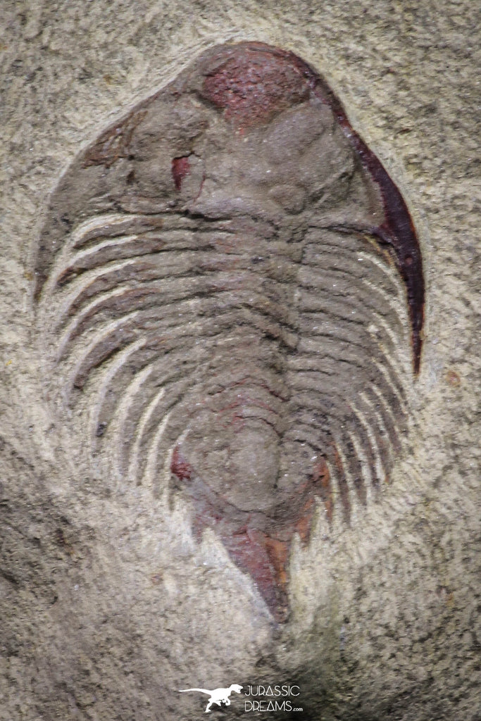 20070 - Top Rare New Lichid Parvilichas marochii n. sp. Lower Ordovician Trilobite Fezouata Formation