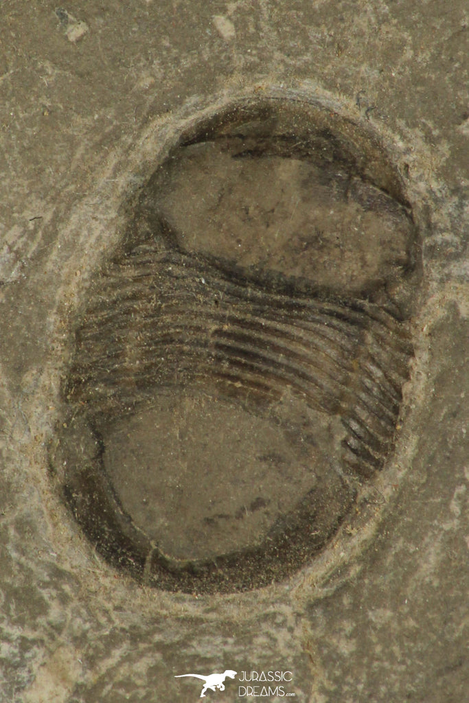 30193 - Nicely Preserved 0.80 Inch Bumastus ioxus Lower Silurian Trilobite - New York USA