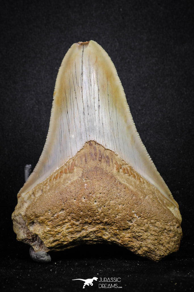 20071 - Top Rare Moroccan 3.83 Inch Megalodon Shark Tooth