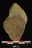 30194 - Top Rare 0.50 Inch Changaspis elongata Lower Cambrian Trilobite - China