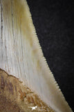 20071 - Top Rare Moroccan 3.83 Inch Megalodon Shark Tooth