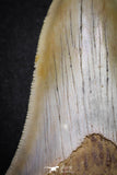 20071 - Top Rare Moroccan 3.83 Inch Megalodon Shark Tooth