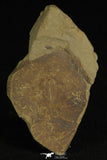 30194 - Top Rare 0.50 Inch Changaspis elongata Lower Cambrian Trilobite - China