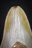 20071 - Top Rare Moroccan 3.83 Inch Megalodon Shark Tooth