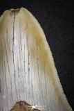20071 - Top Rare Moroccan 3.83 Inch Megalodon Shark Tooth