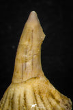 05617 - Great Collection of 3 Onchopristis numidus Cretaceous Sawfish Rostral Teeth Cretaceous