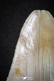 20071 - Top Rare Moroccan 3.83 Inch Megalodon Shark Tooth