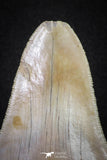 20071 - Top Rare Moroccan 3.83 Inch Megalodon Shark Tooth