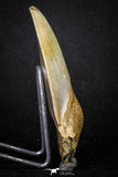 20071 - Top Rare Moroccan 3.83 Inch Megalodon Shark Tooth