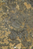30195 - Rare Association of Changaspis elongata + Unidentified Trilobite Lower Cambrian - China