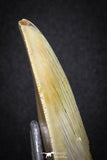 20071 - Top Rare Moroccan 3.83 Inch Megalodon Shark Tooth