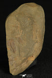 30196 - Top Rare 0.53 Inch Balcoracania dailyi Lower Cambrian Trilobite - Australia