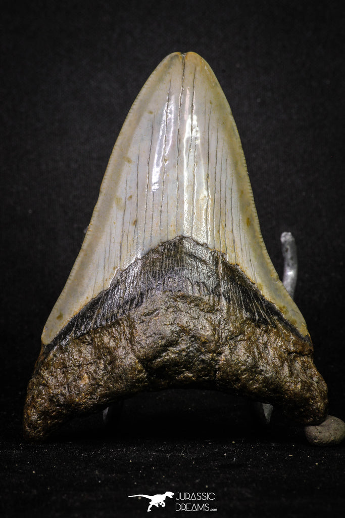 20072 - Great 3.49 Inch Megalodon Shark Tooth Miocene South Carolina - USA