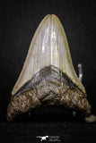 20072 - Great 3.49 Inch Megalodon Shark Tooth Miocene South Carolina - USA