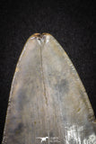 20072 - Great 3.49 Inch Megalodon Shark Tooth Miocene South Carolina - USA