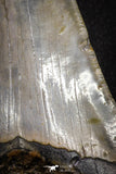 20072 - Great 3.49 Inch Megalodon Shark Tooth Miocene South Carolina - USA