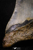 20072 - Great 3.49 Inch Megalodon Shark Tooth Miocene South Carolina - USA