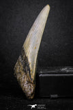 20072 - Great 3.49 Inch Megalodon Shark Tooth Miocene South Carolina - USA