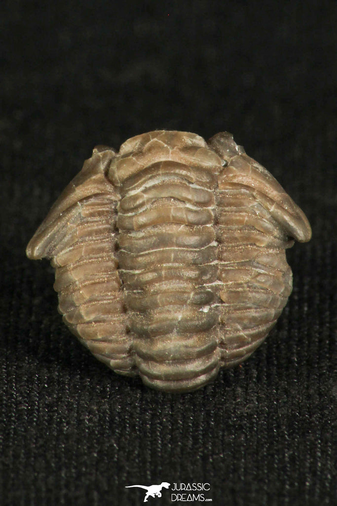 30198 - Beautiful Rolled 0.67 Inch Flexicalymene meeki Ordovician Trilobite - Ohio USA
