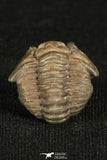 30198 - Beautiful Rolled 0.67 Inch Flexicalymene meeki Ordovician Trilobite - Ohio USA