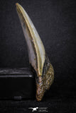 20072 - Great 3.49 Inch Megalodon Shark Tooth Miocene South Carolina - USA