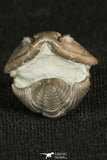 30198 - Beautiful Rolled 0.67 Inch Flexicalymene meeki Ordovician Trilobite - Ohio USA