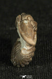 30198 - Beautiful Rolled 0.67 Inch Flexicalymene meeki Ordovician Trilobite - Ohio USA