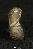 30198 - Beautiful Rolled 0.67 Inch Flexicalymene meeki Ordovician Trilobite - Ohio USA