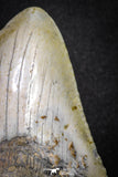 20073 - Great 3.34 Inch Megalodon Shark Tooth Miocene South Carolina - USA