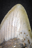 20073 - Great 3.34 Inch Megalodon Shark Tooth Miocene South Carolina - USA