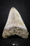 20073 - Great 3.34 Inch Megalodon Shark Tooth Miocene South Carolina - USA