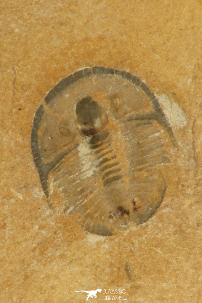 30199 - Top Rare Cedaria minor Middle Cambrian Trilobite Utah USA