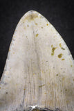20073 - Great 3.34 Inch Megalodon Shark Tooth Miocene South Carolina - USA