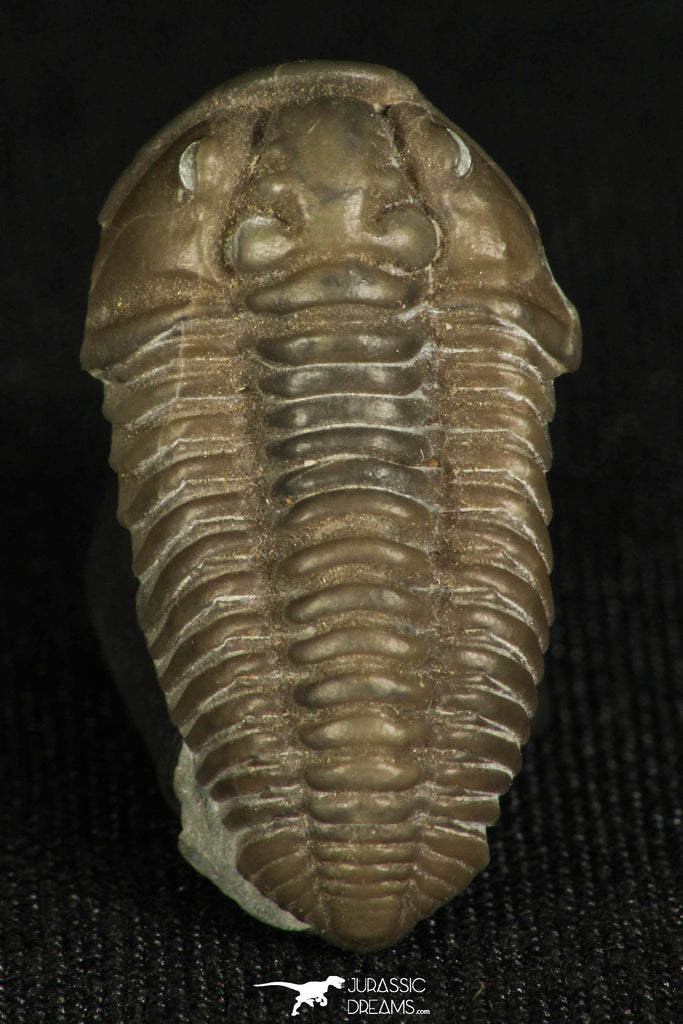30315 - Top Beautiful 1.19 Inch Flexicalymene meeki Ordovician Trilobite - Ohio USA
