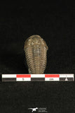 30315 - Top Beautiful 1.19 Inch Flexicalymene meeki Ordovician Trilobite - Ohio USA