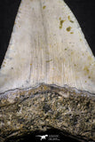 20073 - Great 3.34 Inch Megalodon Shark Tooth Miocene South Carolina - USA
