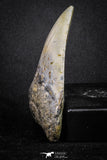 20073 - Great 3.34 Inch Megalodon Shark Tooth Miocene South Carolina - USA