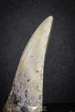 20073 - Great 3.34 Inch Megalodon Shark Tooth Miocene South Carolina - USA