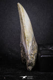 20073 - Great 3.34 Inch Megalodon Shark Tooth Miocene South Carolina - USA