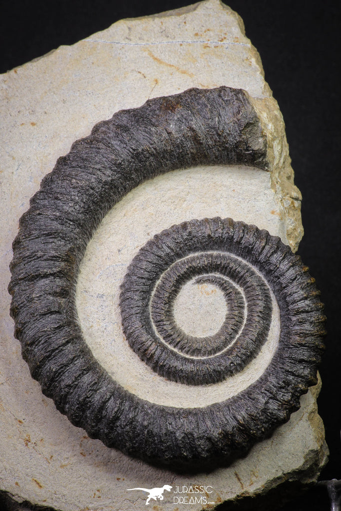 20074 - Top Beautiful 4.37 Inch Anetoceras sp Devonian Ammonite in Matrix