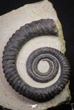 20074 - Top Beautiful 4.37 Inch Anetoceras sp Devonian Ammonite in Matrix