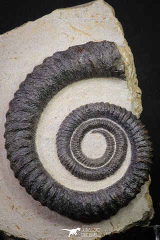 20074 - Top Beautiful 4.37 Inch Anetoceras sp Devonian Ammonite in Matrix