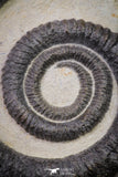 20074 - Top Beautiful 4.37 Inch Anetoceras sp Devonian Ammonite in Matrix