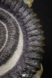 20074 - Top Beautiful 4.37 Inch Anetoceras sp Devonian Ammonite in Matrix
