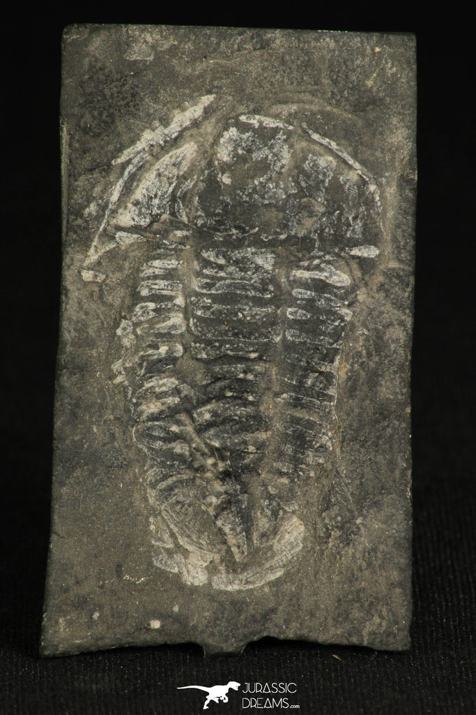 30317 - Rare 2.07 Inch Annamitella Liexiensis Ordovician Trilobite - China